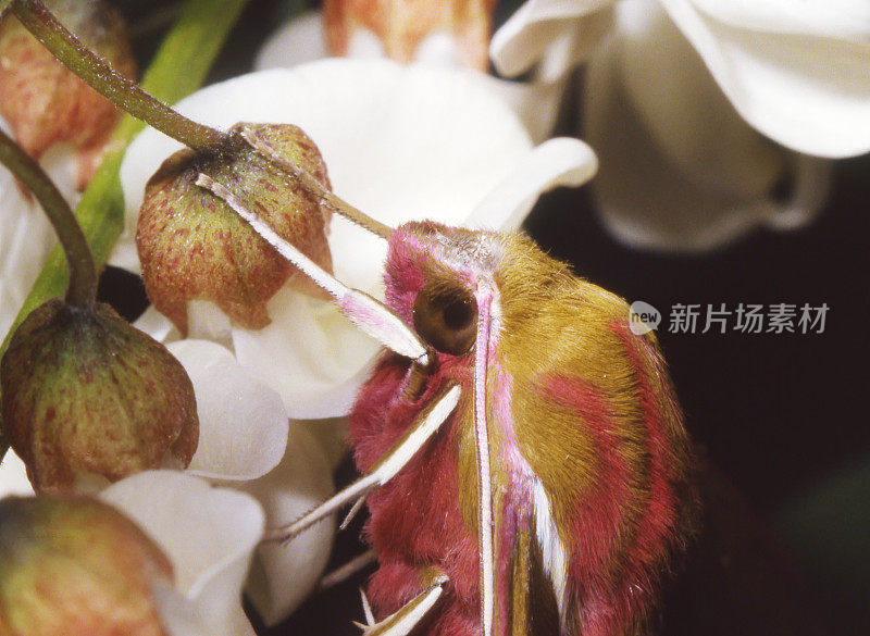 象鹰飞蛾(Deilephia elpenor)意象